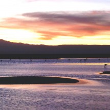 There are a lot of Flamingos at Laguna Chaxa